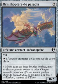 Ornithoptre de paradis - 