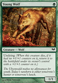 Young Wolf - 