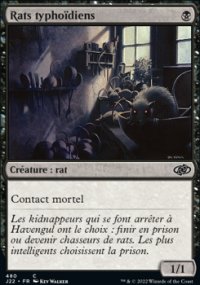 Rats typhodiens - 