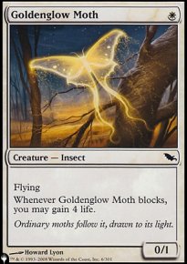 Goldenglow Moth - 